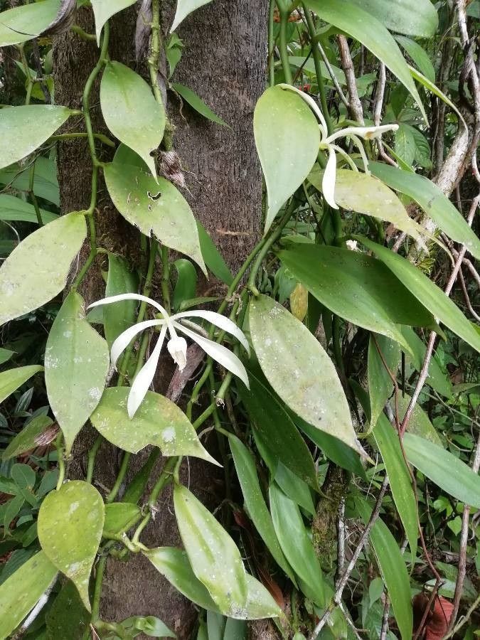 Vanilla trigonocarpa — search result for 'Vanilla'
