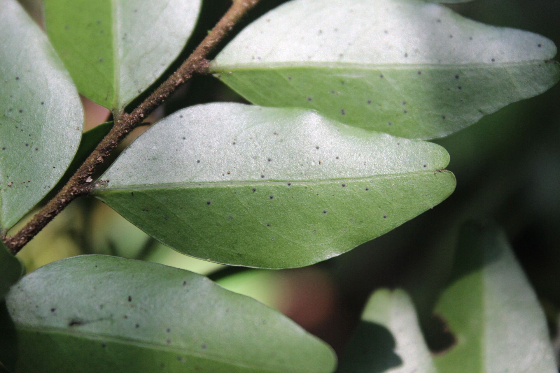 Diospyros hoyleana — houseplant care guide