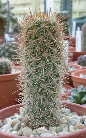 Cochemiea halei habit