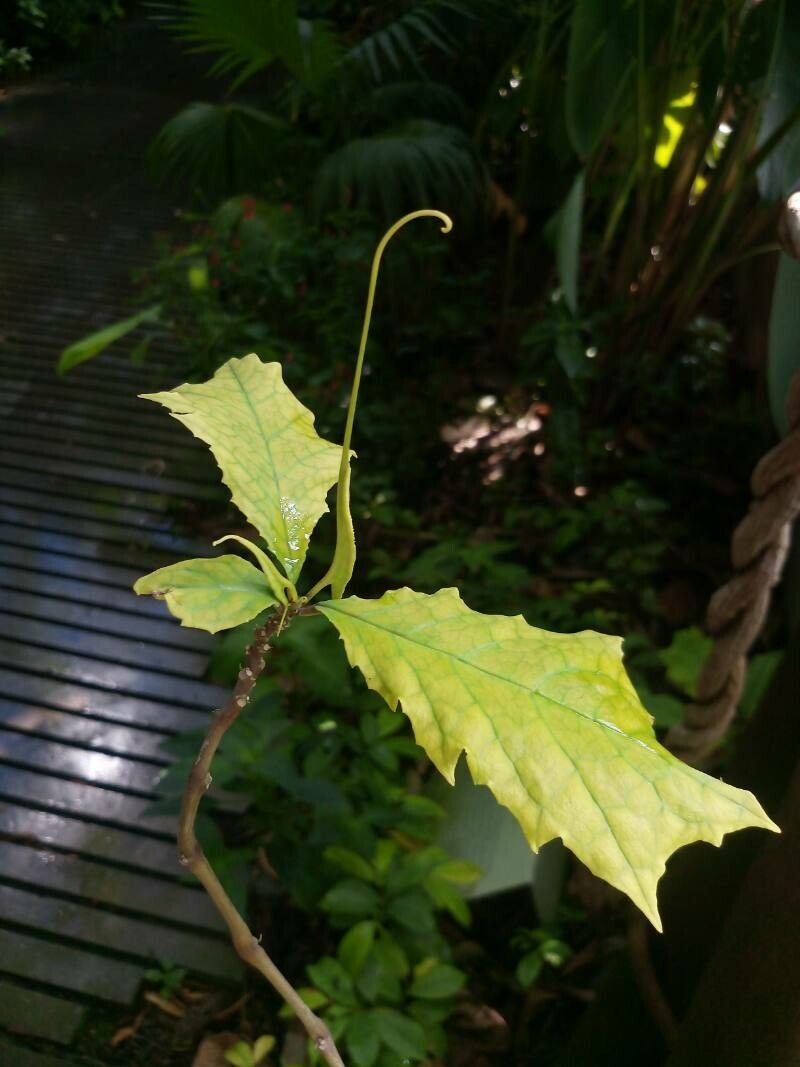 Dorstenia psilurus leaf