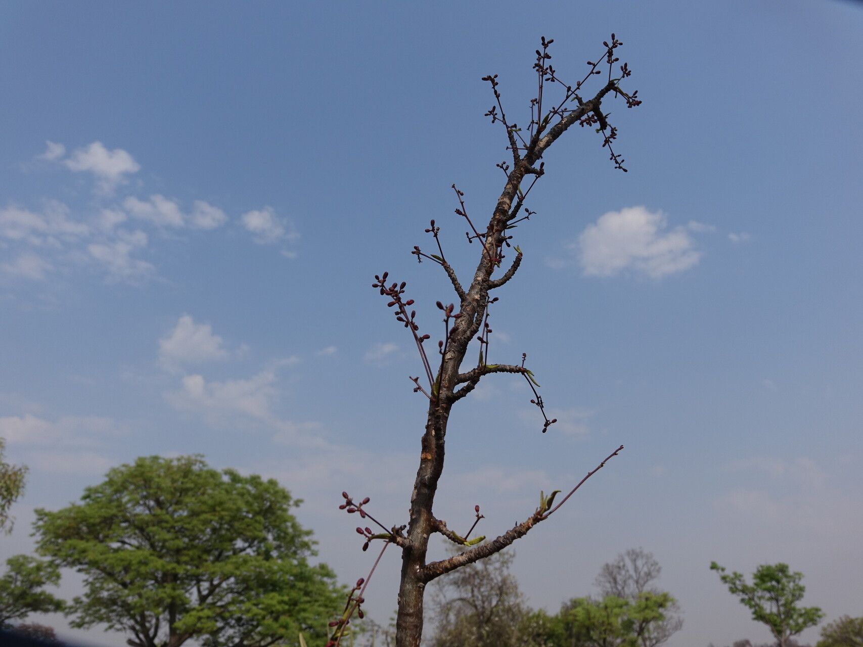 Poupartia minor — related species from the same genus