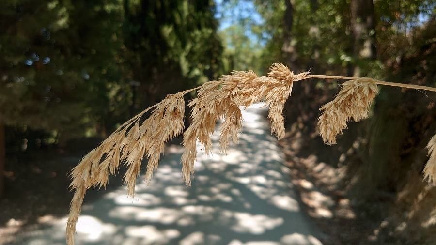 Ampelodesmos mauritanicus flower
