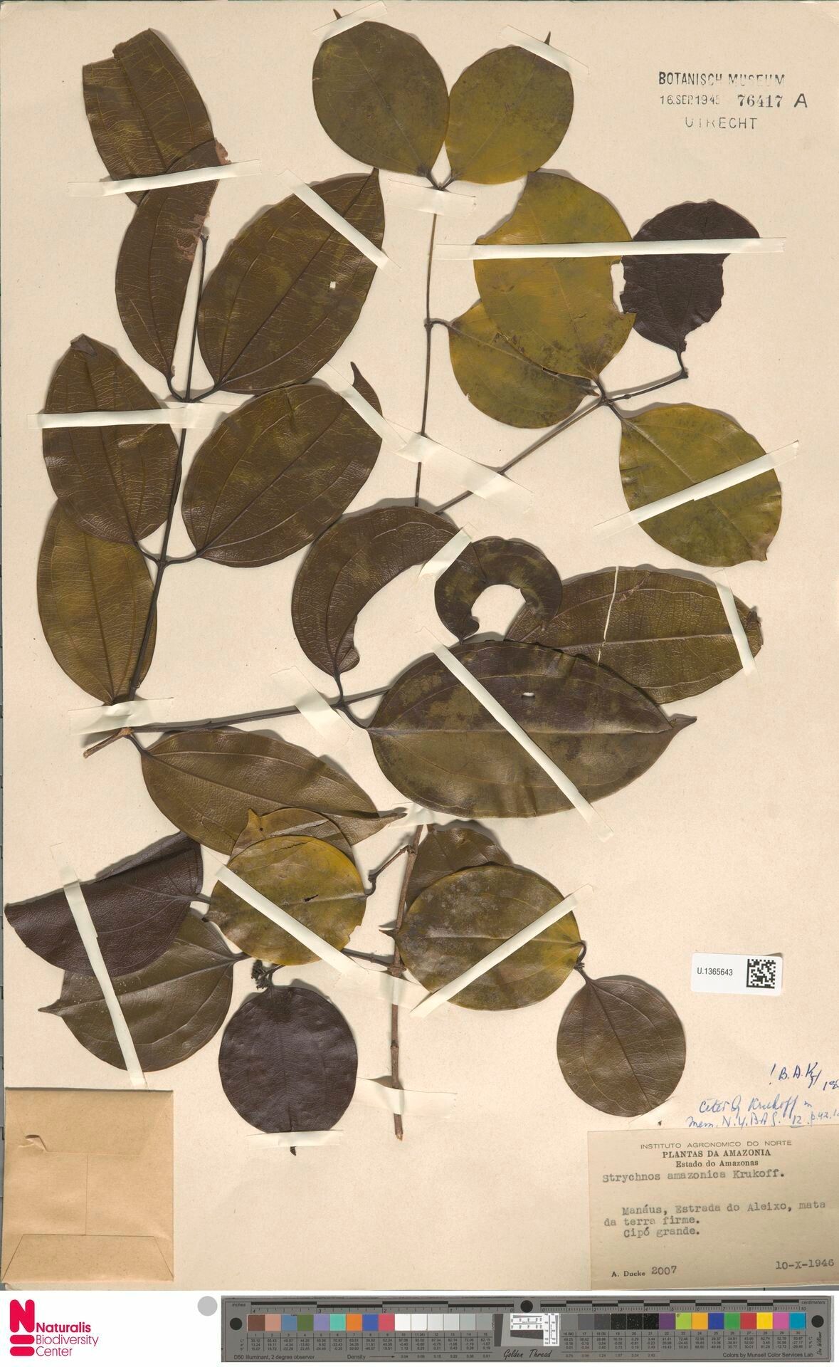 Strychnos amazonica — related species from the same genus