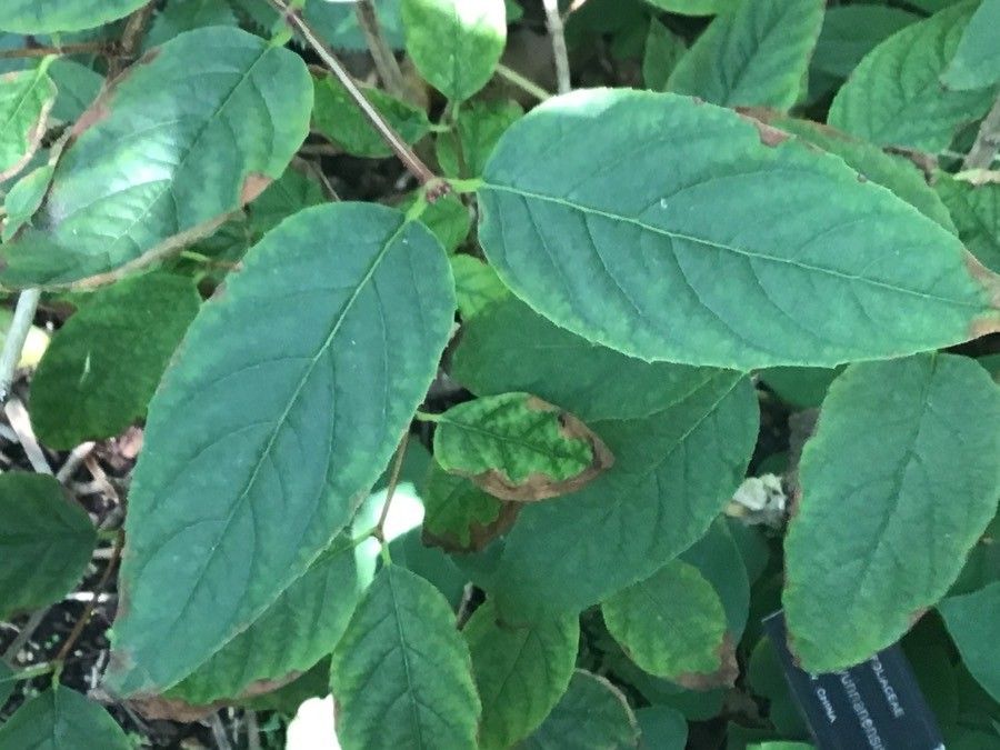 Dipelta yunnanensis — search result for 'Caprifoliaceae'