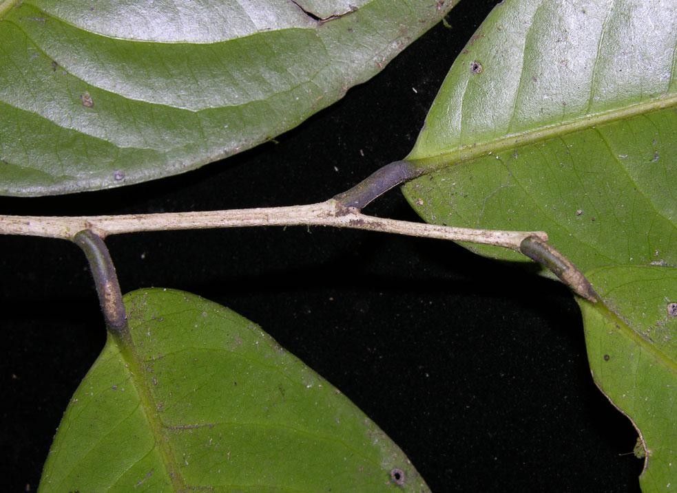 Drypetes standleyi other