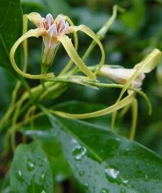 Strophanthus divaricatus habit
