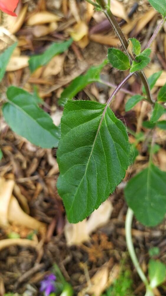 Salvia blepharophylla leaf