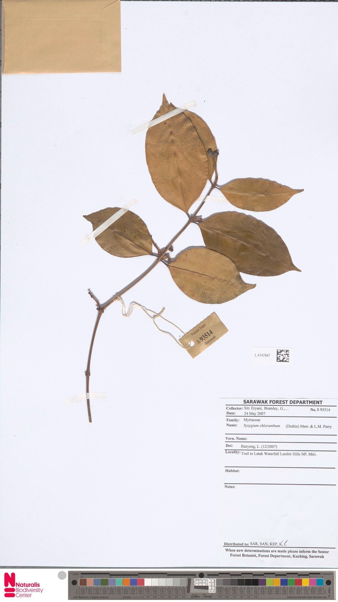 Syzygium chloranthum — houseplant care guide