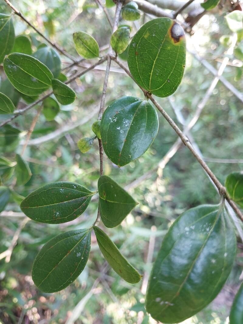 Strychnos diplotricha — houseplant care guide