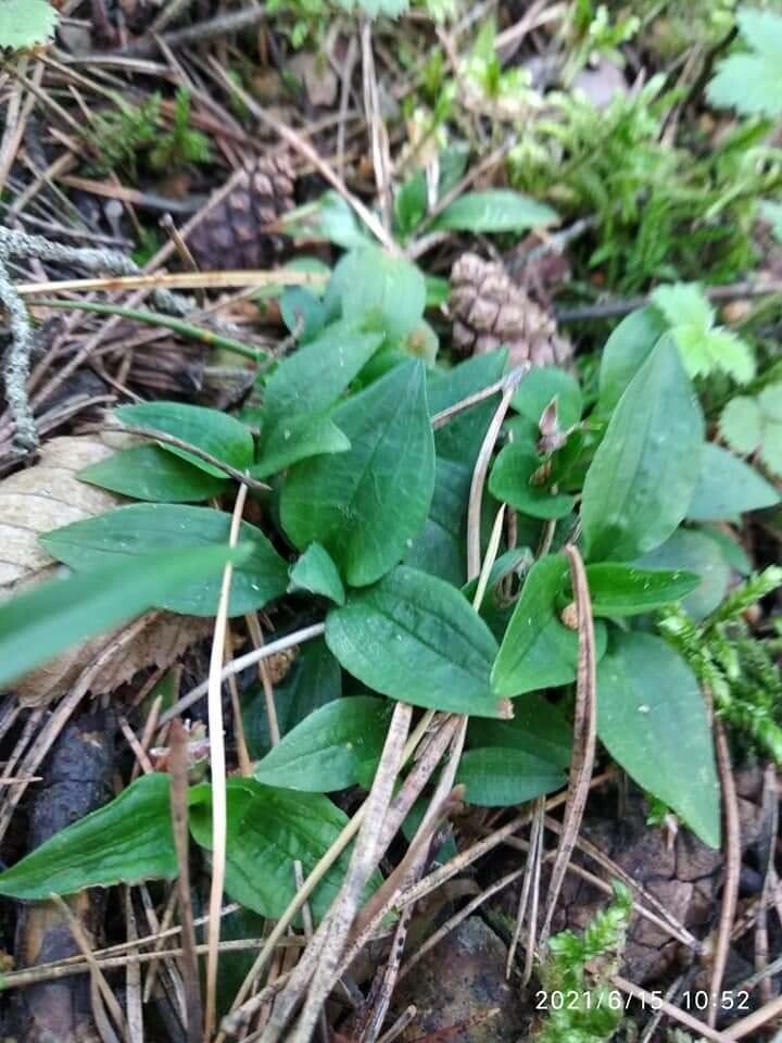 Goodyera repens — search result for 'Germany'
