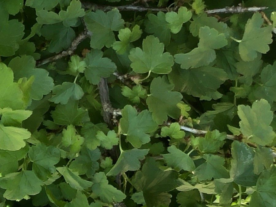 Ribes fasciculatum — search result for 'Ribes'
