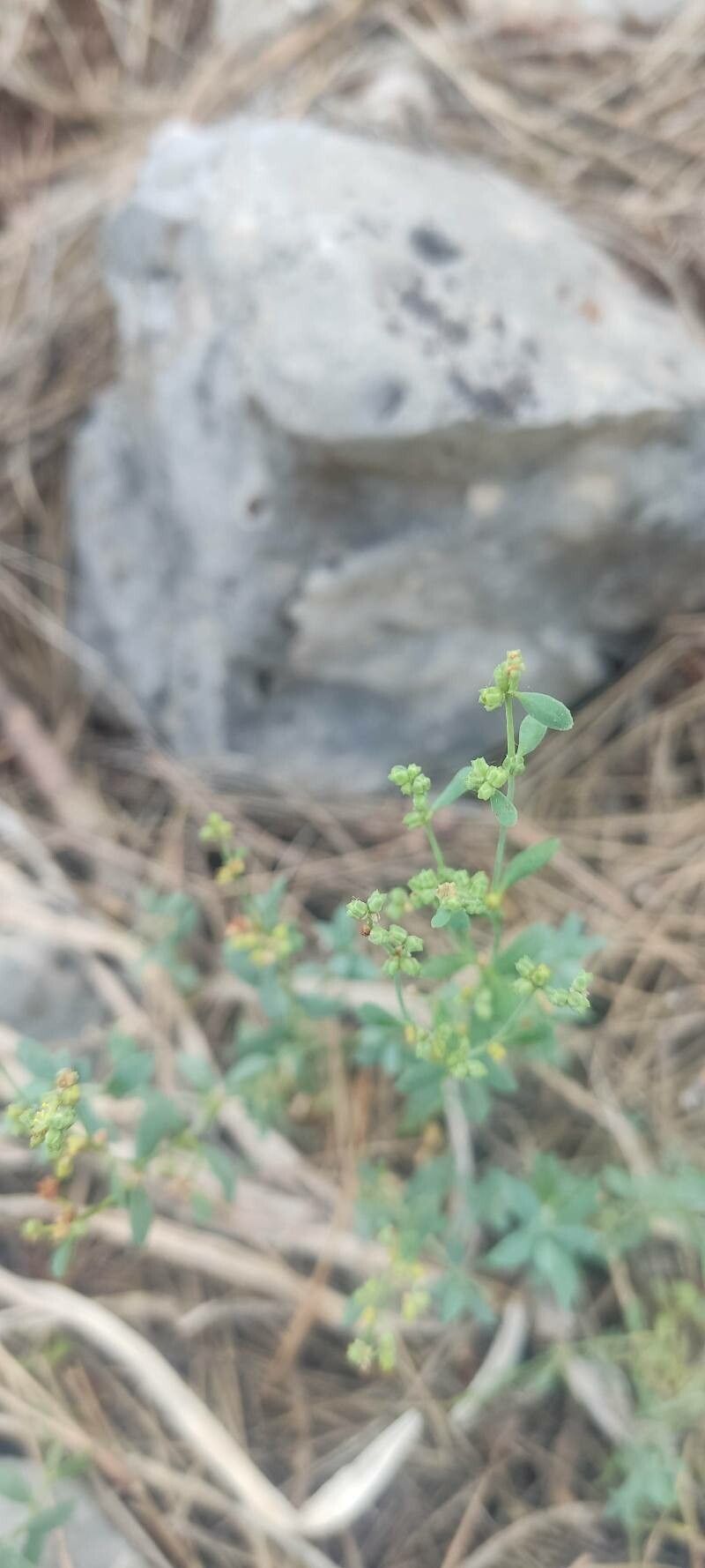 Paronychia suffruticosa fruit