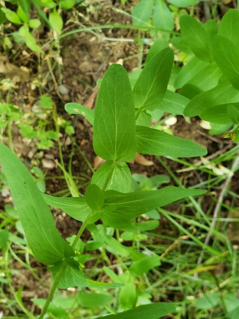 Hypericum mutilum — search result for 'Hypericum'