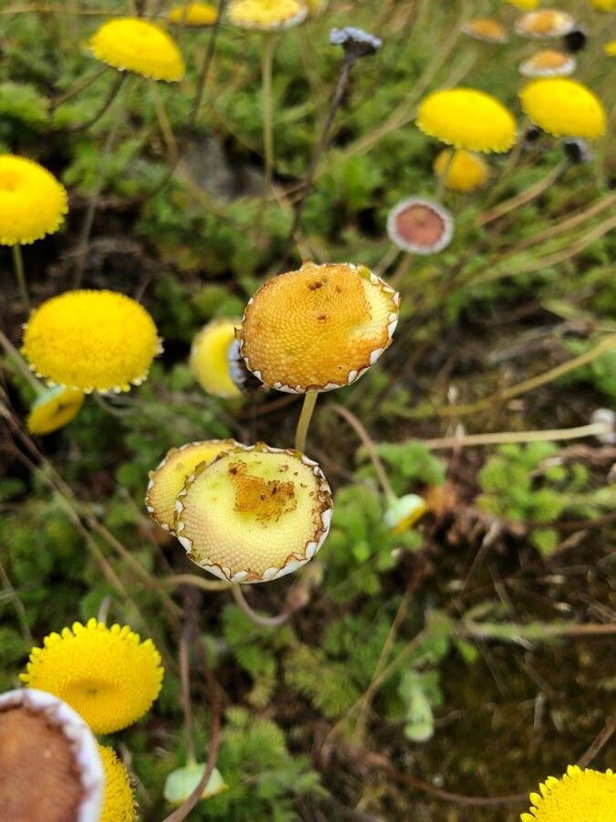 Anacyclus valentinus fruit