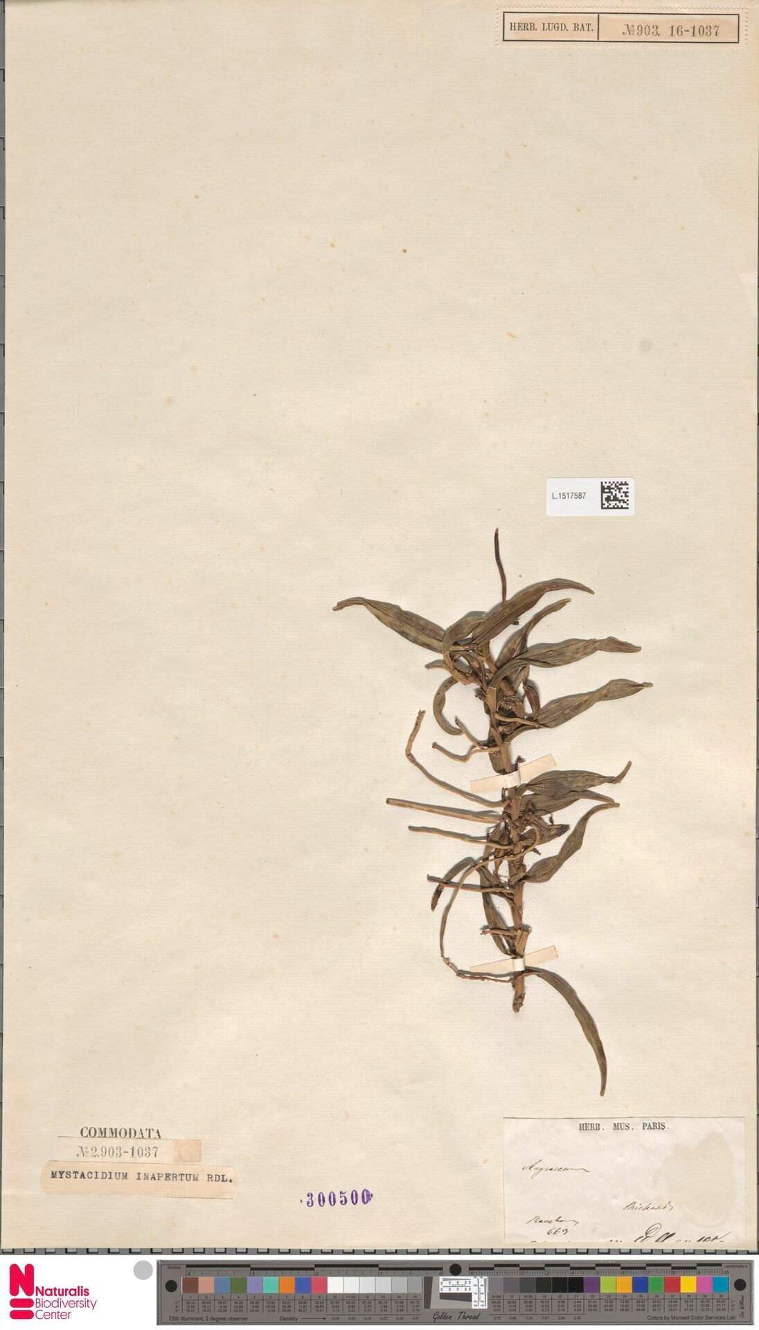 Angraecum inapertum — houseplant care guide