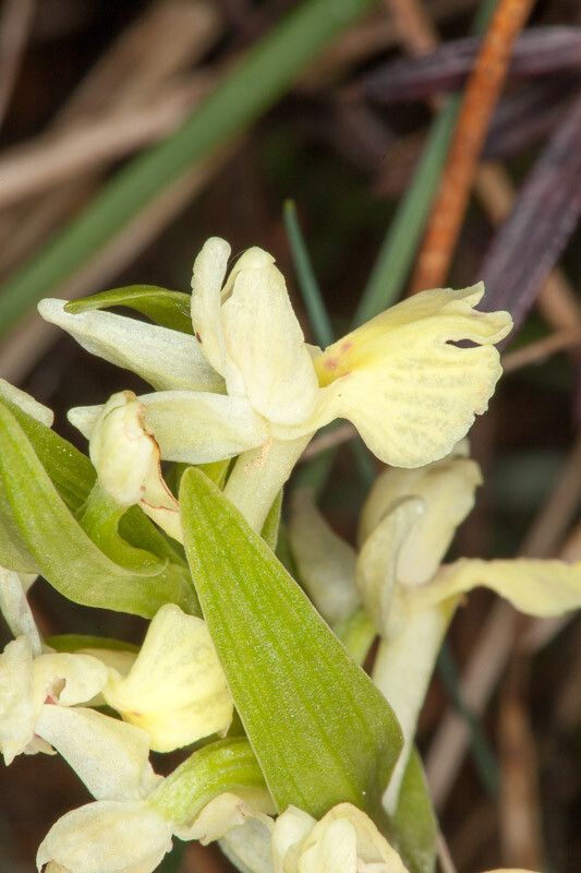 Dactylorhiza insularis flower