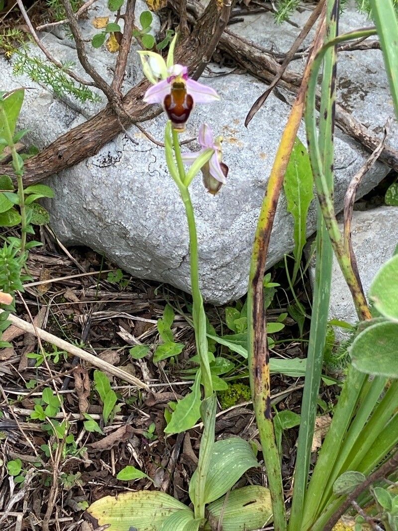 Ophrys crabronifera habit