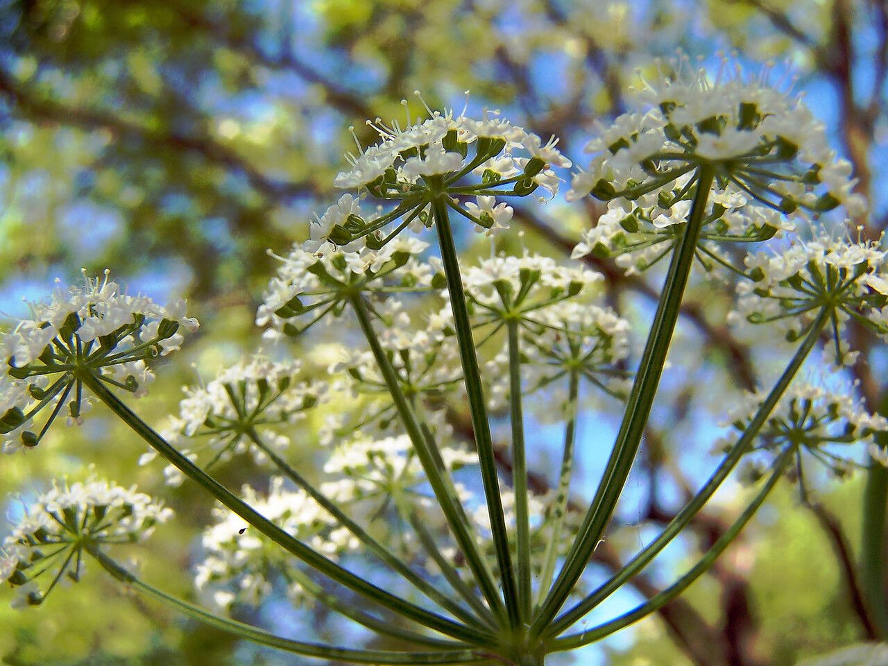 Bunium bulbocastanum flower