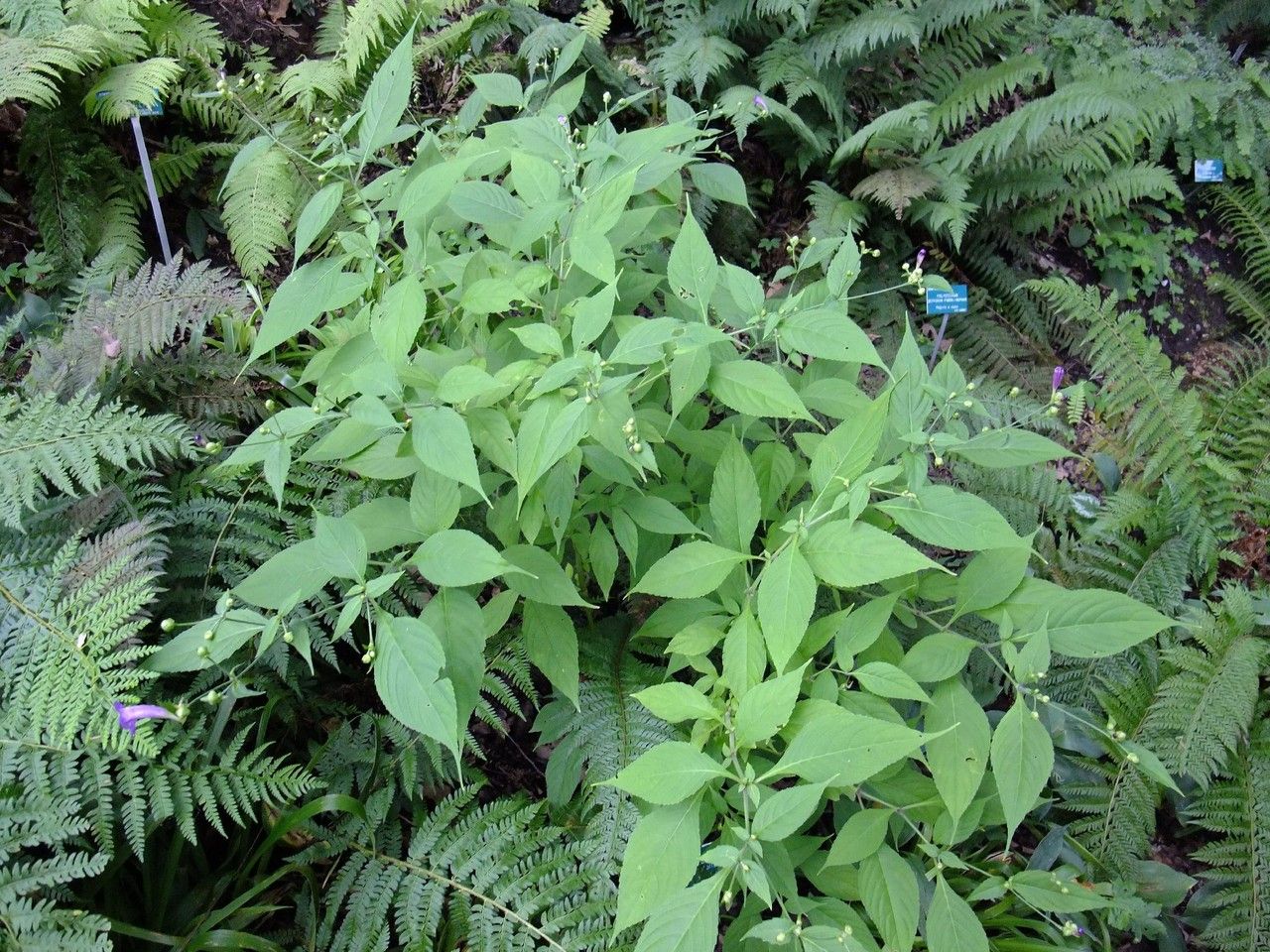 Strobilanthes attenuata habit