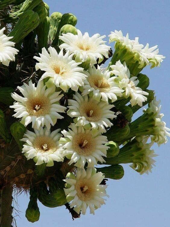 Carnegiea gigantea flower