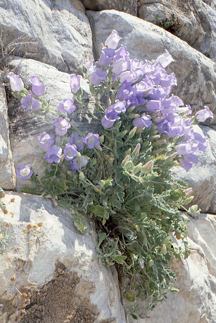 Campanula tomentosa habit