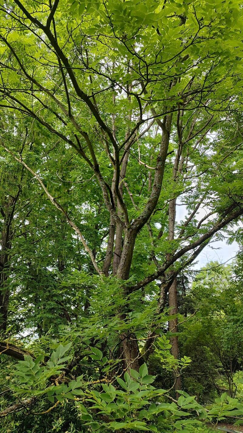 Phellodendron chinense habit