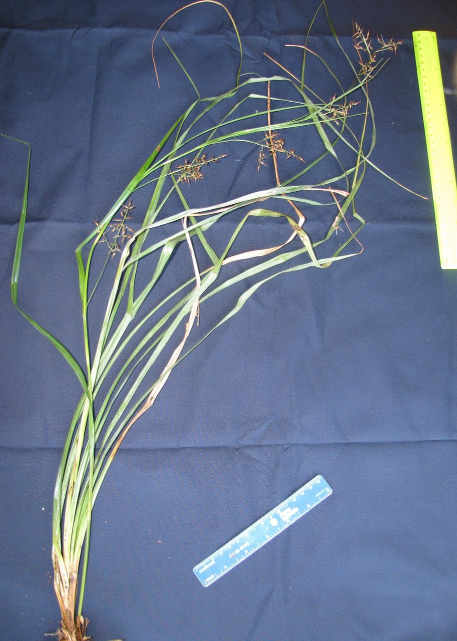 Rhynchospora schiedeana — houseplant care guide