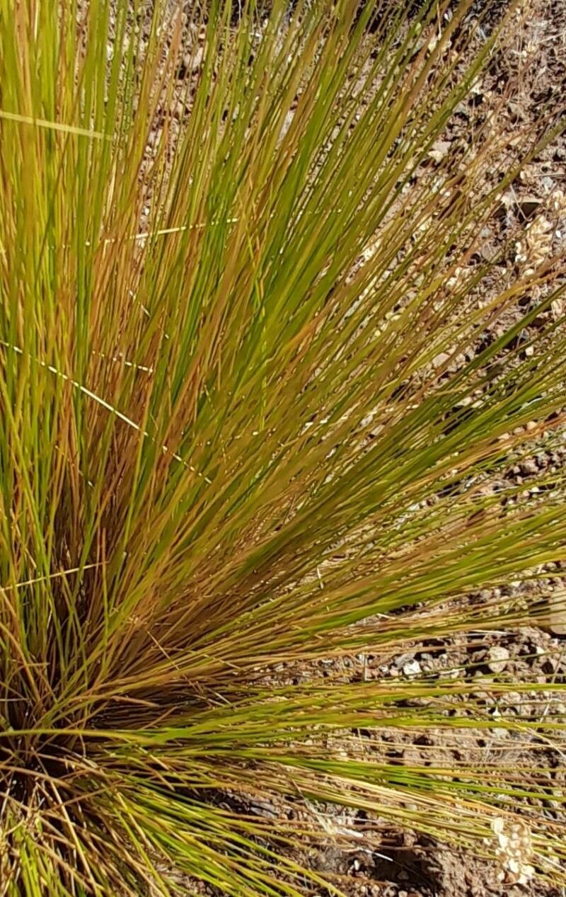 Stipa speciosa bark