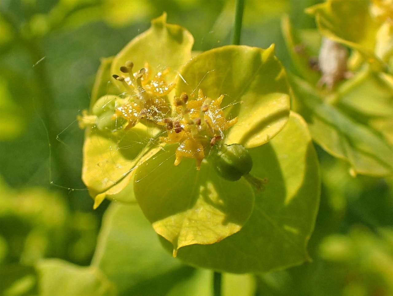 Euphorbia esula fruit