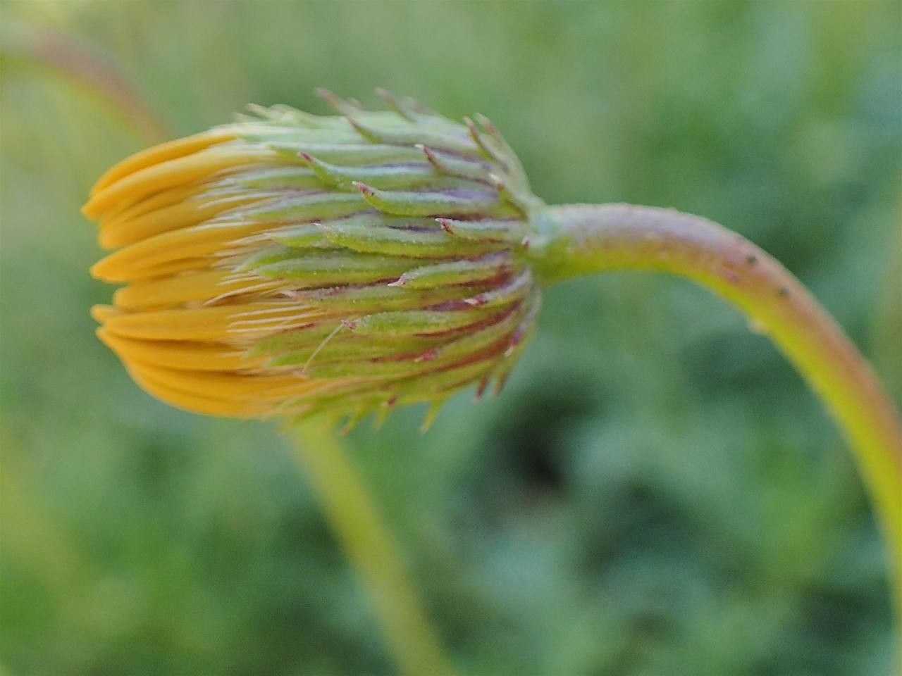 Haplopappus glutinosus fruit