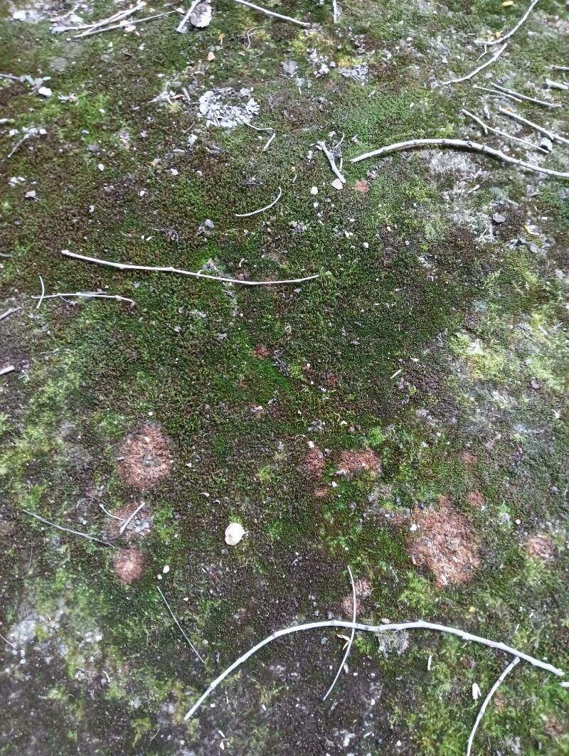 Micropholis cayennensis — houseplant care guide