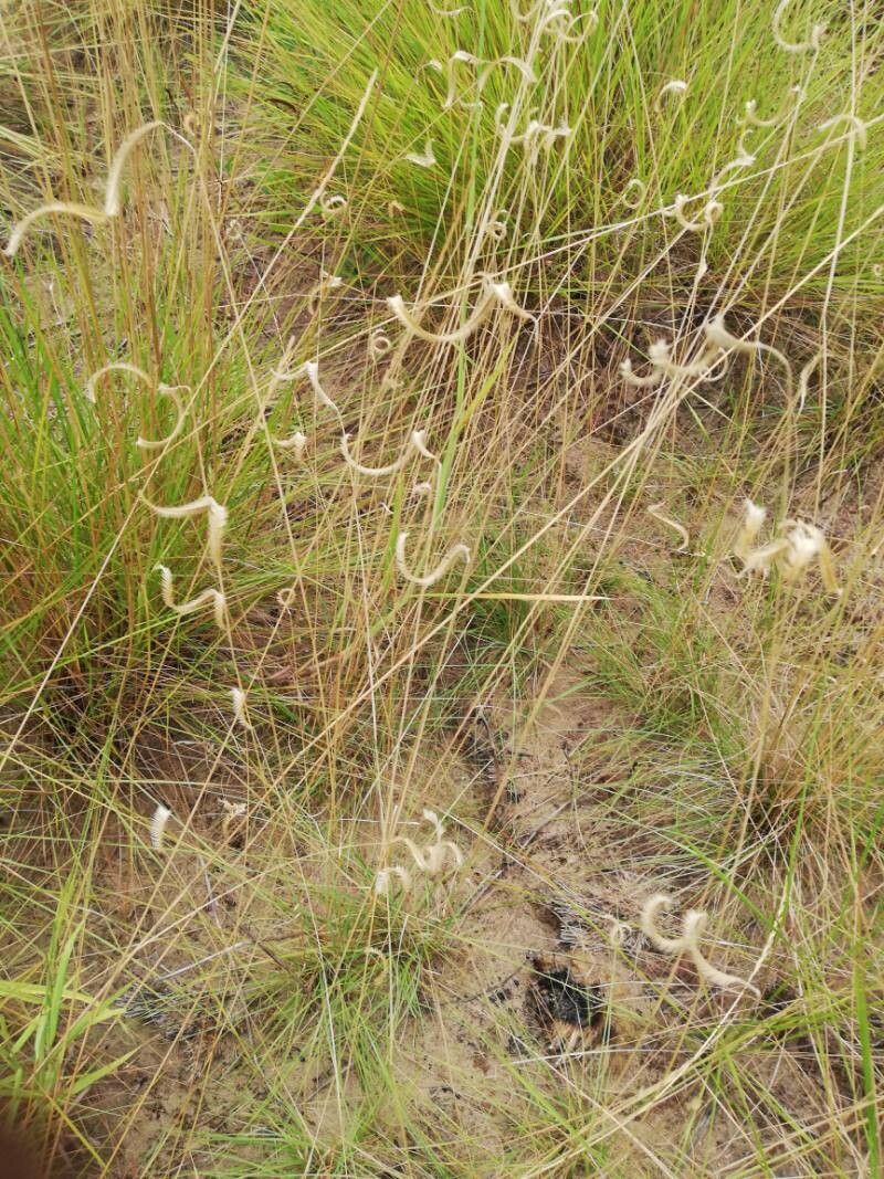 Ctenium newtonii — houseplant care guide