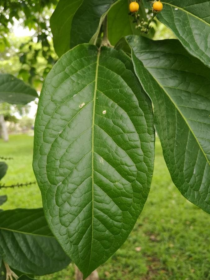 Bunchosia dwyeri — related species from the same genus