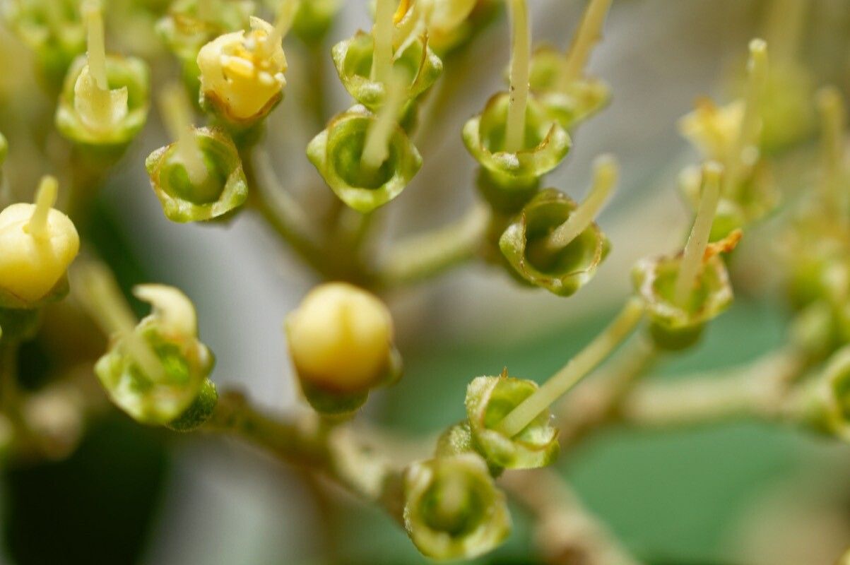 Miconia christophoriana flower