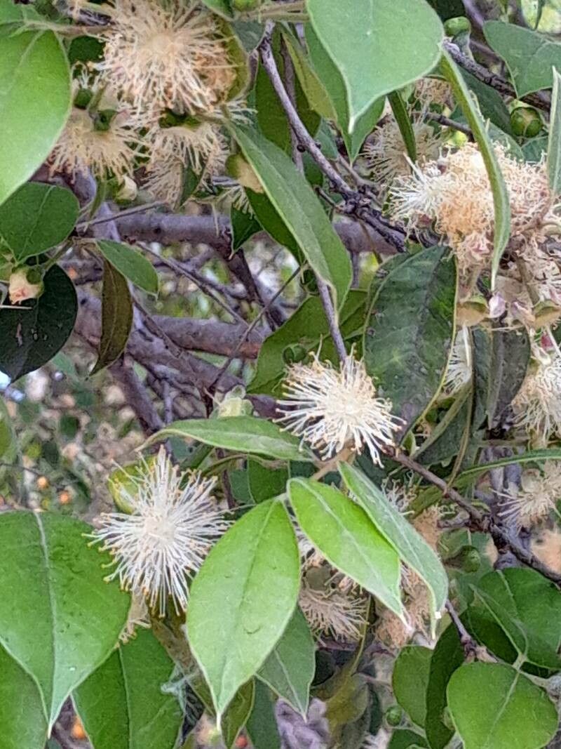 Eugenia myrcianthes flower