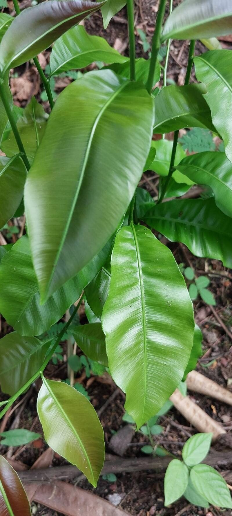 Rhabdophyllum affine leaf