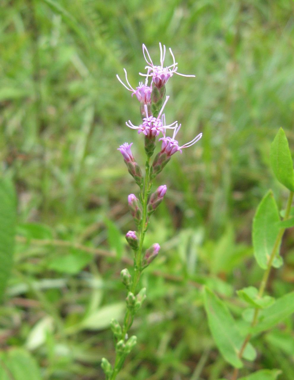 Liatris microcephala — search result for 'Liatris'
