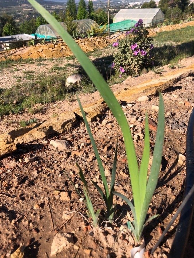 Iris bloudowii — search result for 'Kazakhstan'