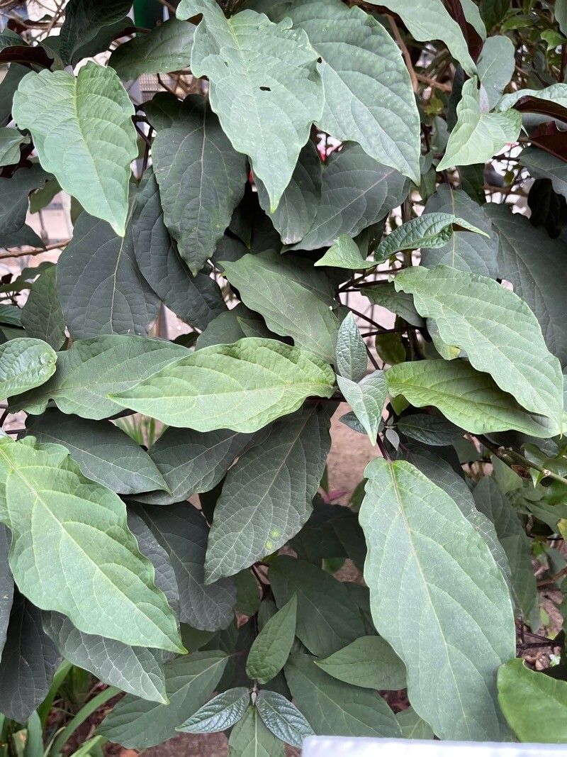 Clerodendrum quadriloculare leaf