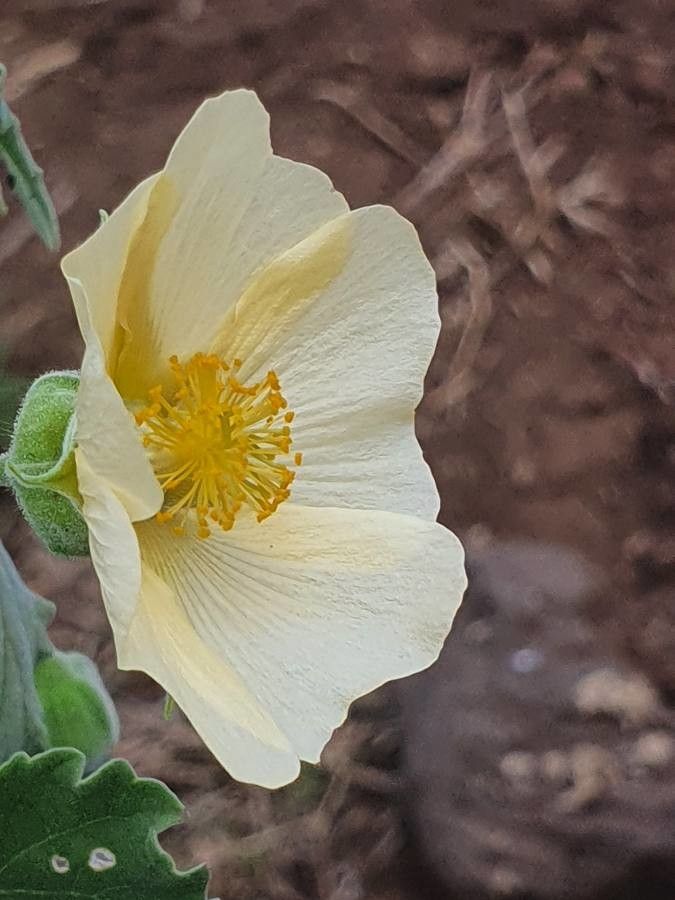 Abutilon grandiflorum flower