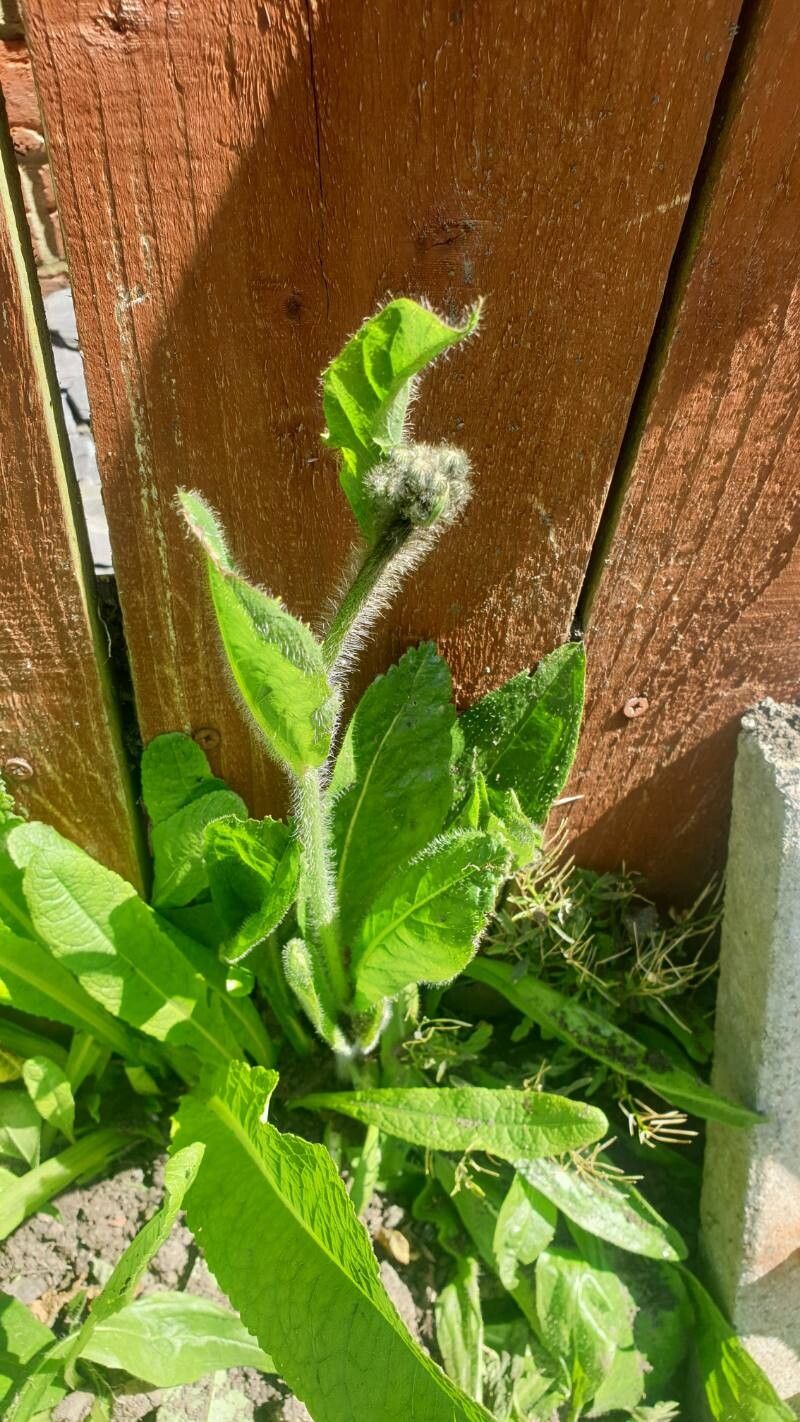 Pilosella guthnikiana leaf