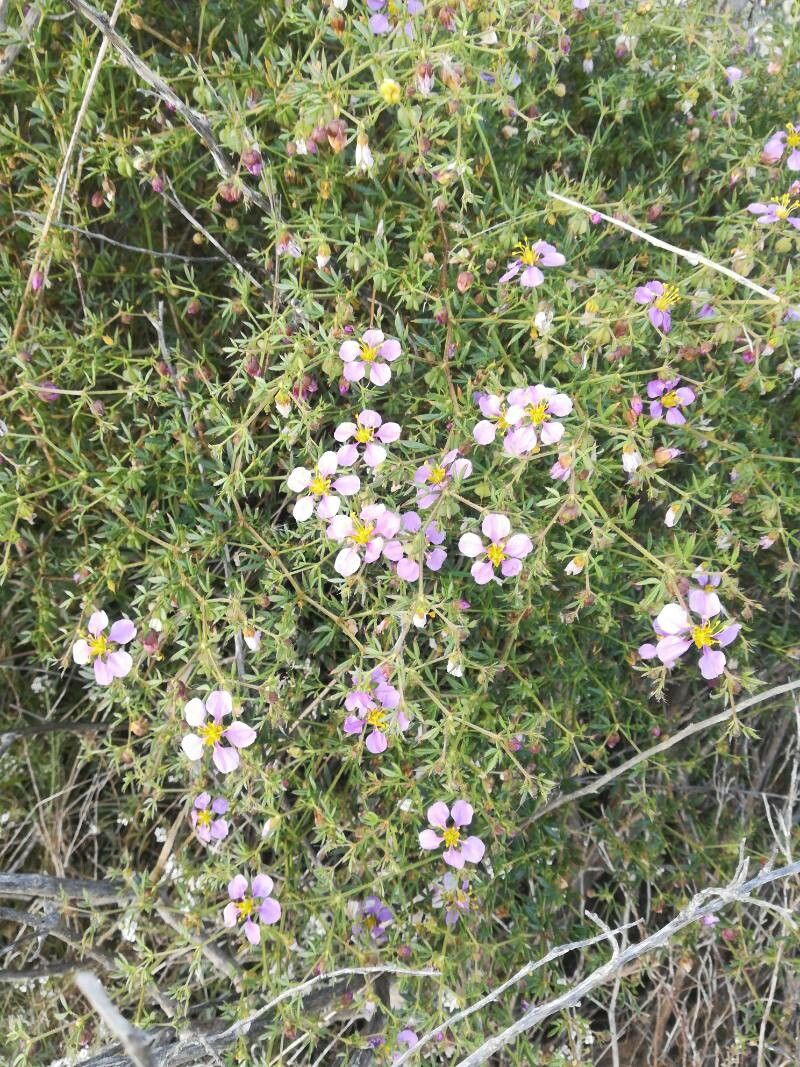 Zygophyllum pachyacanthum — houseplant care guide