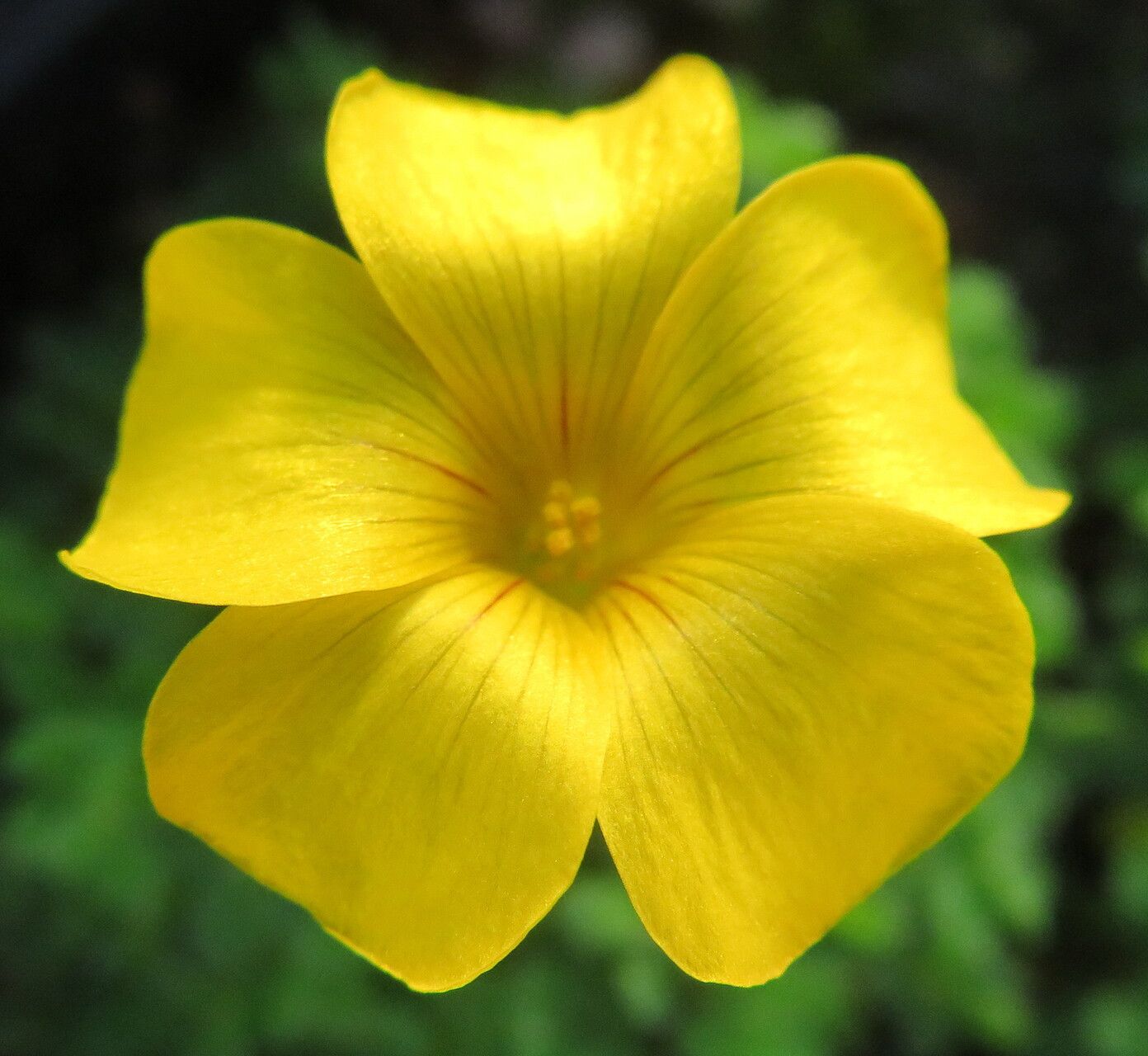 Oxalis perdicaria flower
