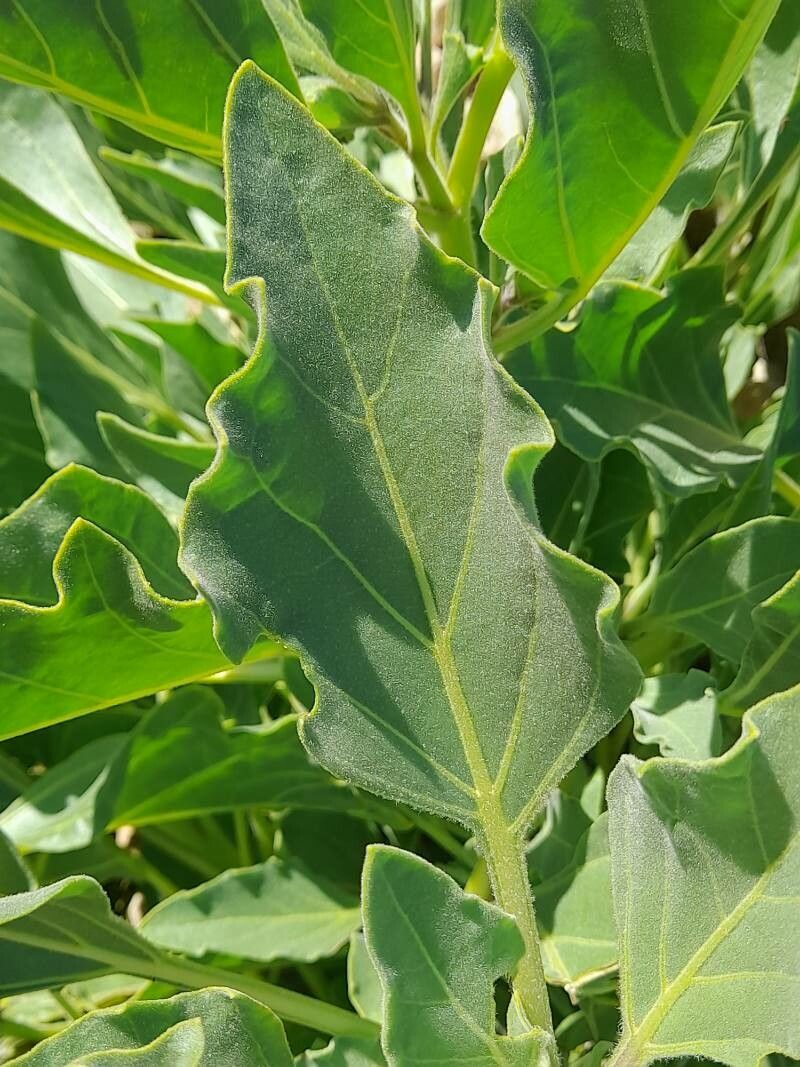 Hyoscyamus insanus leaf