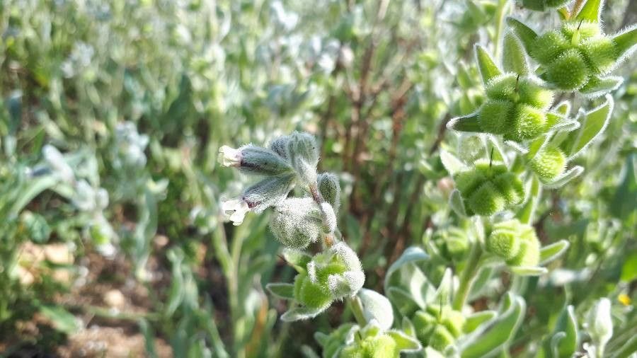 Cynoglossum dioscoridis flower