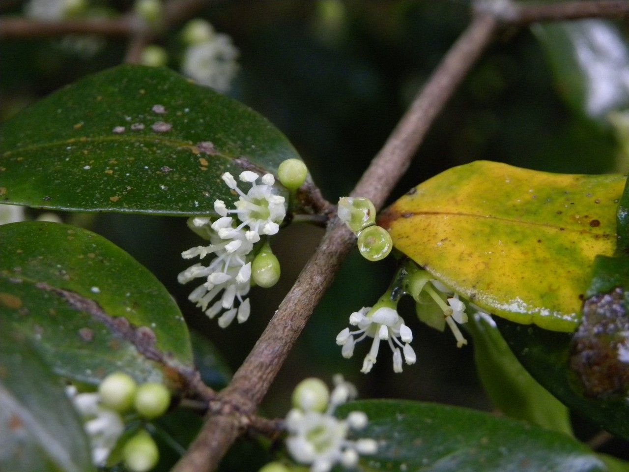 Memecylon confusum flower
