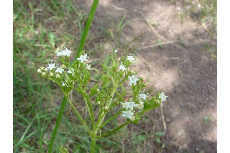 Valeriana occidentalis habit