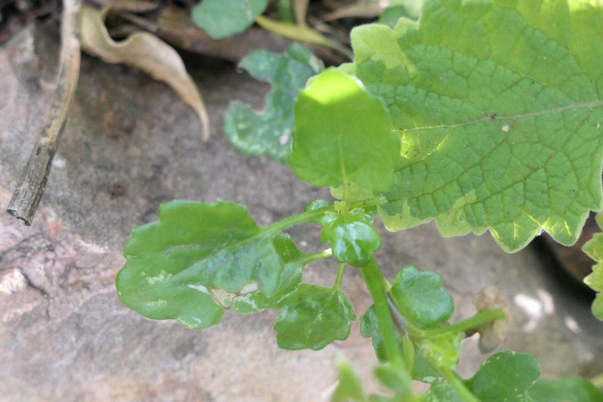 Senecio voigtii — houseplant care guide