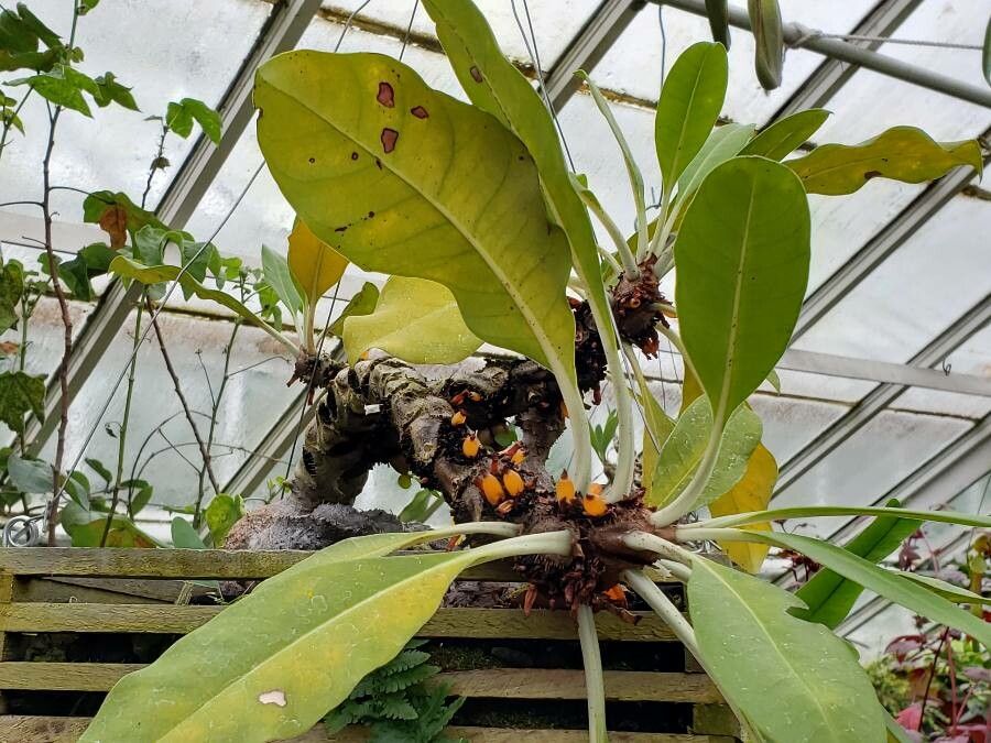 Myrmecodia platyrea habit