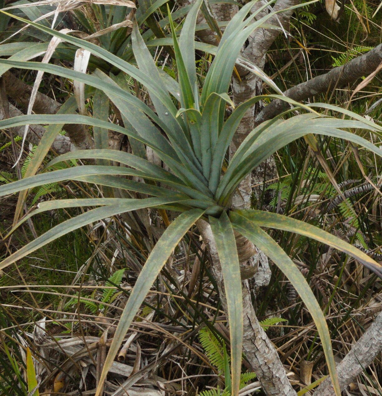 Pandanus rigidifolius — search result for 'Pandanus'